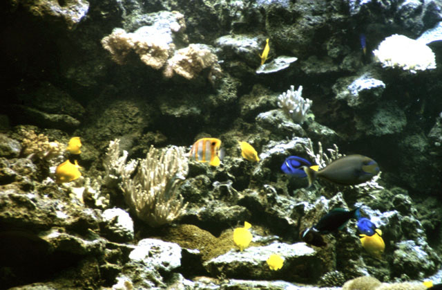 Aquarium.jpg