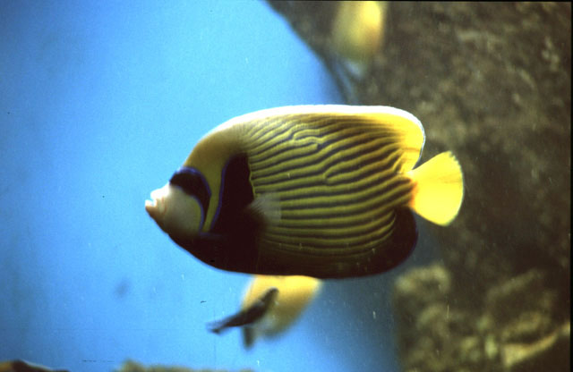 Aquarium.jpg