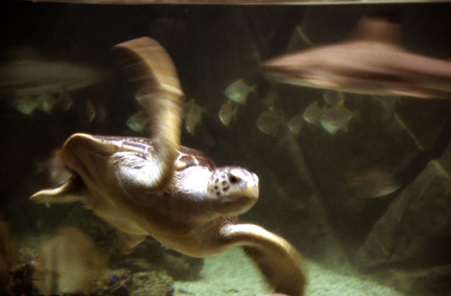 Aquarium.jpg