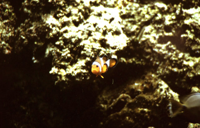 Aquarium.jpg