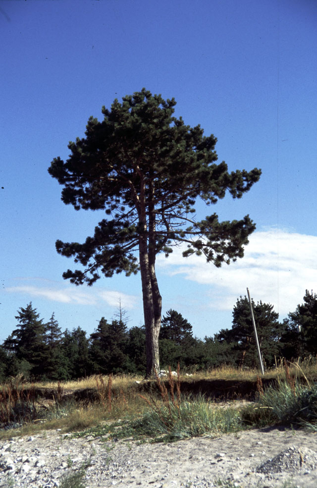 Klint Strand