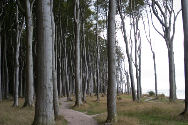 Nienhagen Geisterwald
